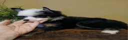Chinese Crested dogs for sale: Chinese Crested 1 - Ad 2