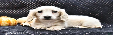 Marshmallow