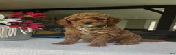 Mini Goldendoodle dogs for sale: Rowen - Ad 3
