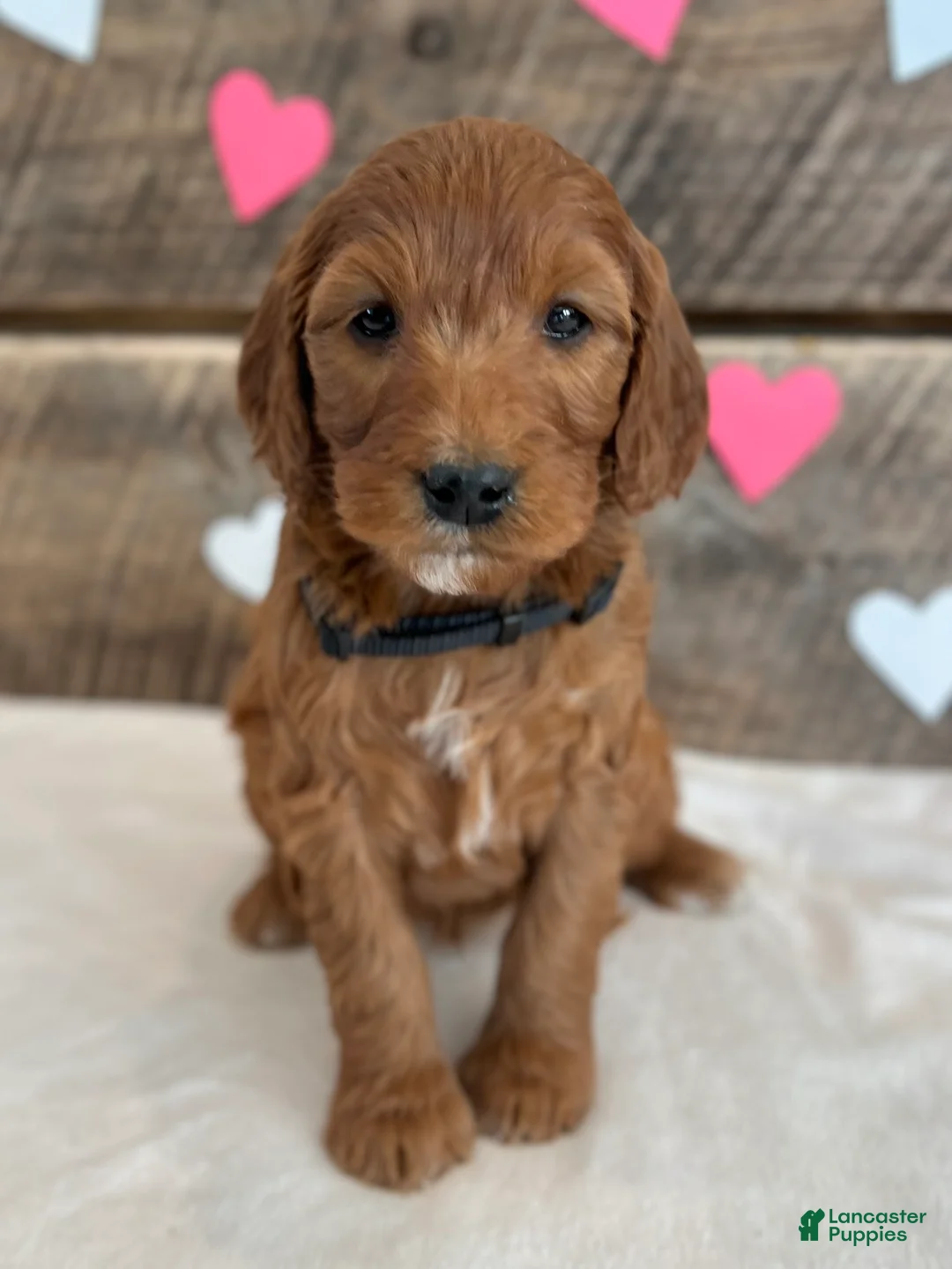 Irish Doodle dogs for sale: Jasmine - Ad 9
