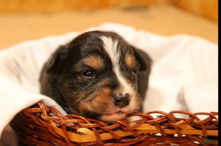 Miniature Australian Shepherd dogs Gunner - Ad 2