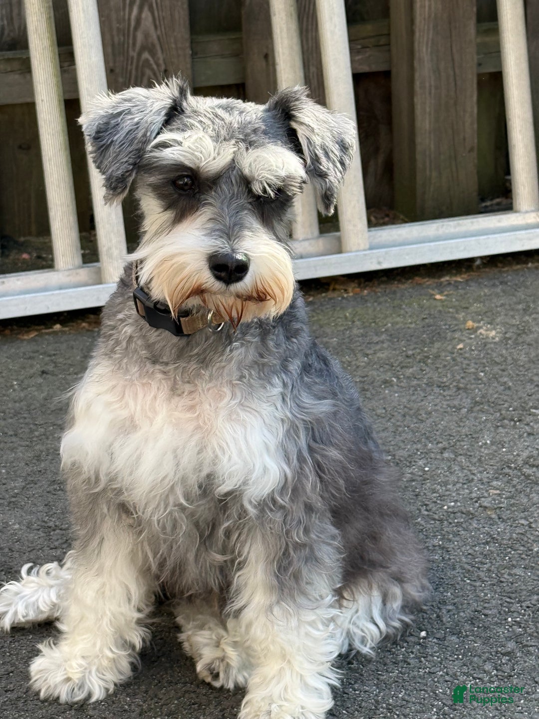 Miniature Schnauzer dogs for sale: BELLA - Ad 7