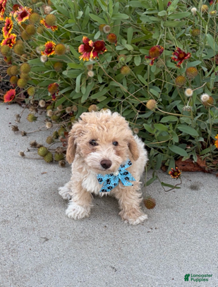 Miniature Poodle dogs for sale: Tippy - Ad 1