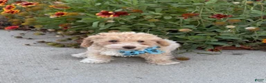Tippy