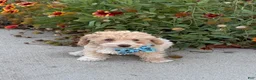 Miniature Poodle dogs for sale: Tippy - Ad 1
