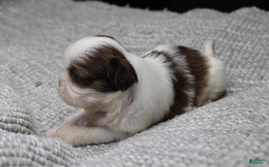 Shih Tzu dogs for sale: Spot - Ad 4