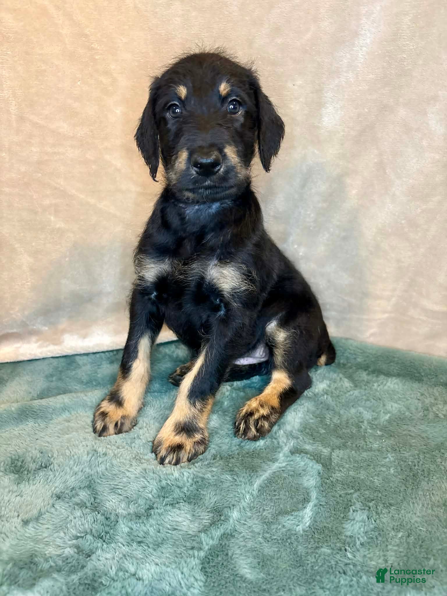 Mixed Breed dogs Heidi - Ad 1