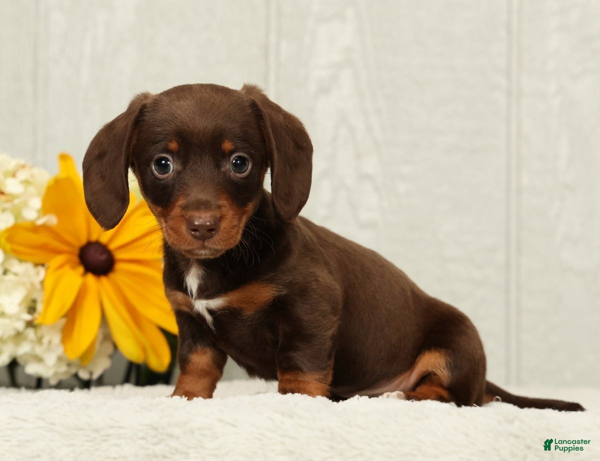 Miniature Dachshund dogs Chocolate - Ad 2