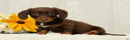 Miniature Dachshund dogs for sale: Chocolate - Ad 2