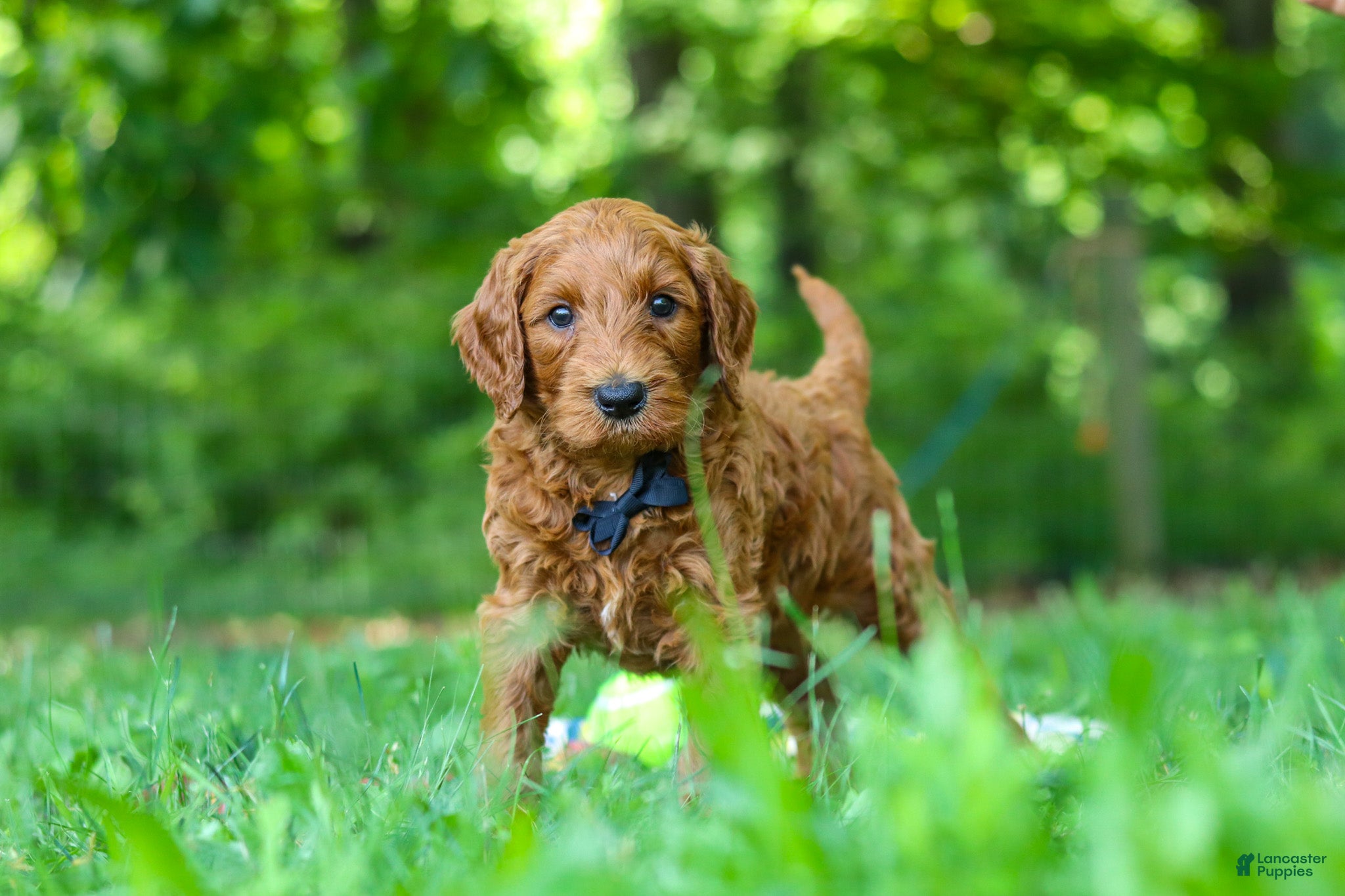 Goldendoodle dogs Evan - Ad 2