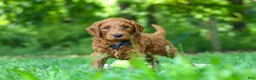 Goldendoodle dogs for sale: Evan - Ad 2