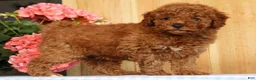 Mini Goldendoodle dogs for sale: Banjo - Ad 6