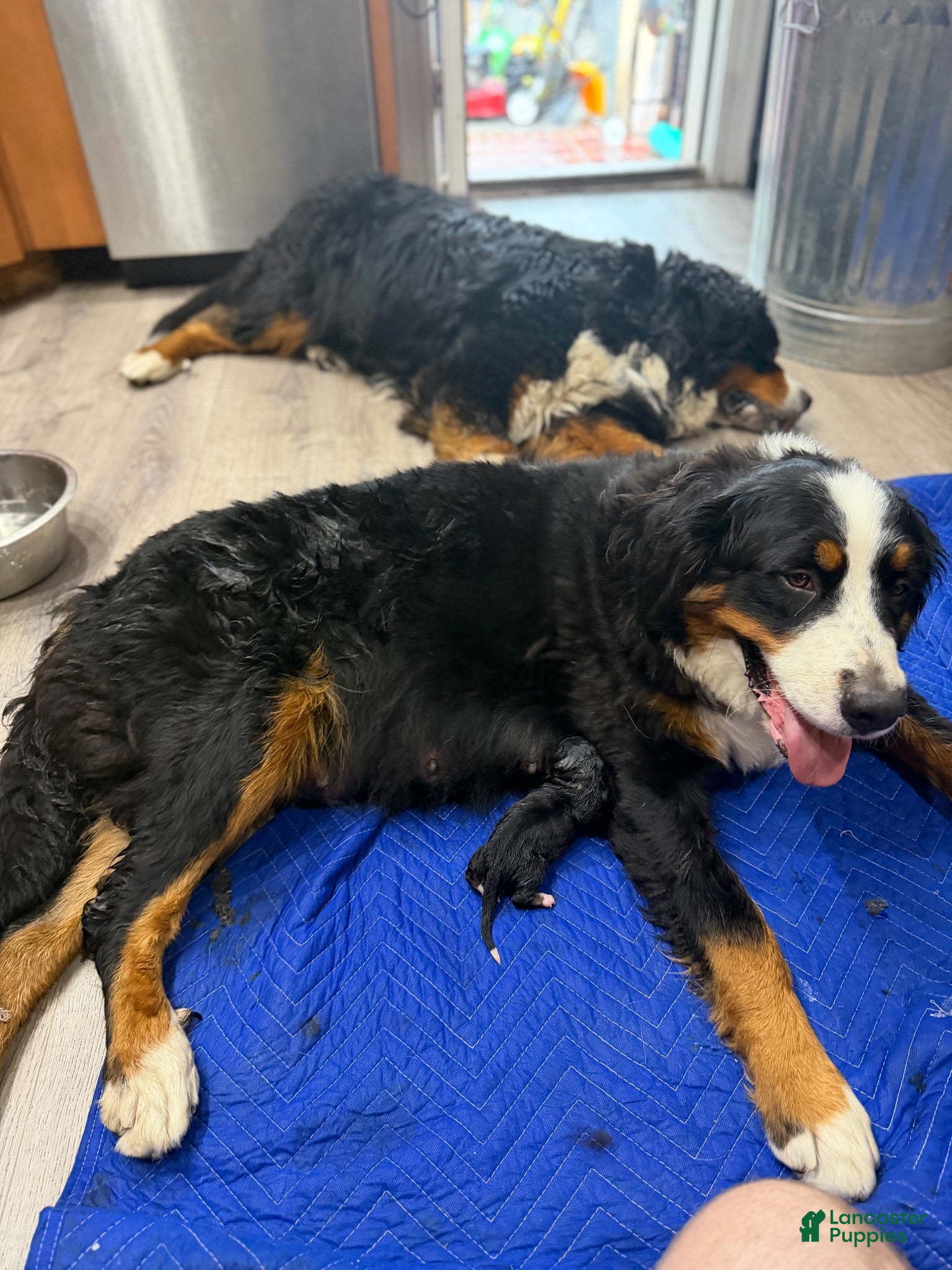 Bernese Mountain Dog dogs Bernese Mountain Dog 1 - Ad 2