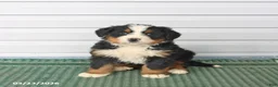 Bernese Mountain Dog dogs for sale: Rocky - Ad 1
