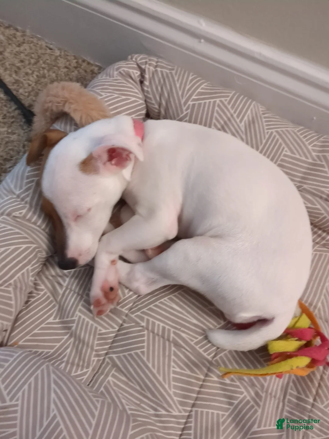 Gallery Image {{count}}