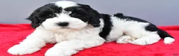 Mini Sheepadoodle dogs for sale: Piper - Ad 5