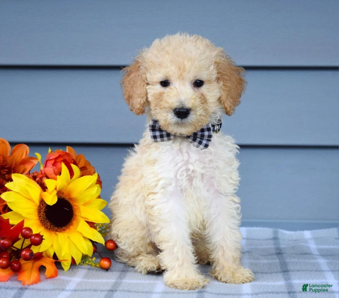 Goldendoodle dogs for sale: Oscar - Ad 2