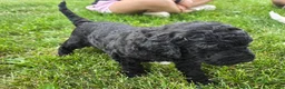 Newfypoo dogs for sale: Izze - Ad 3
