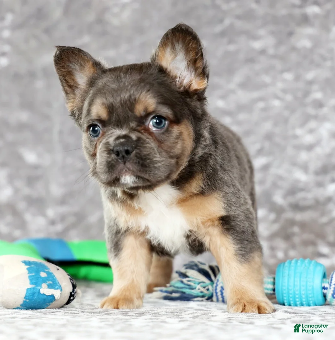 French Bulldog dogs for sale: Oakley - Ad 7
