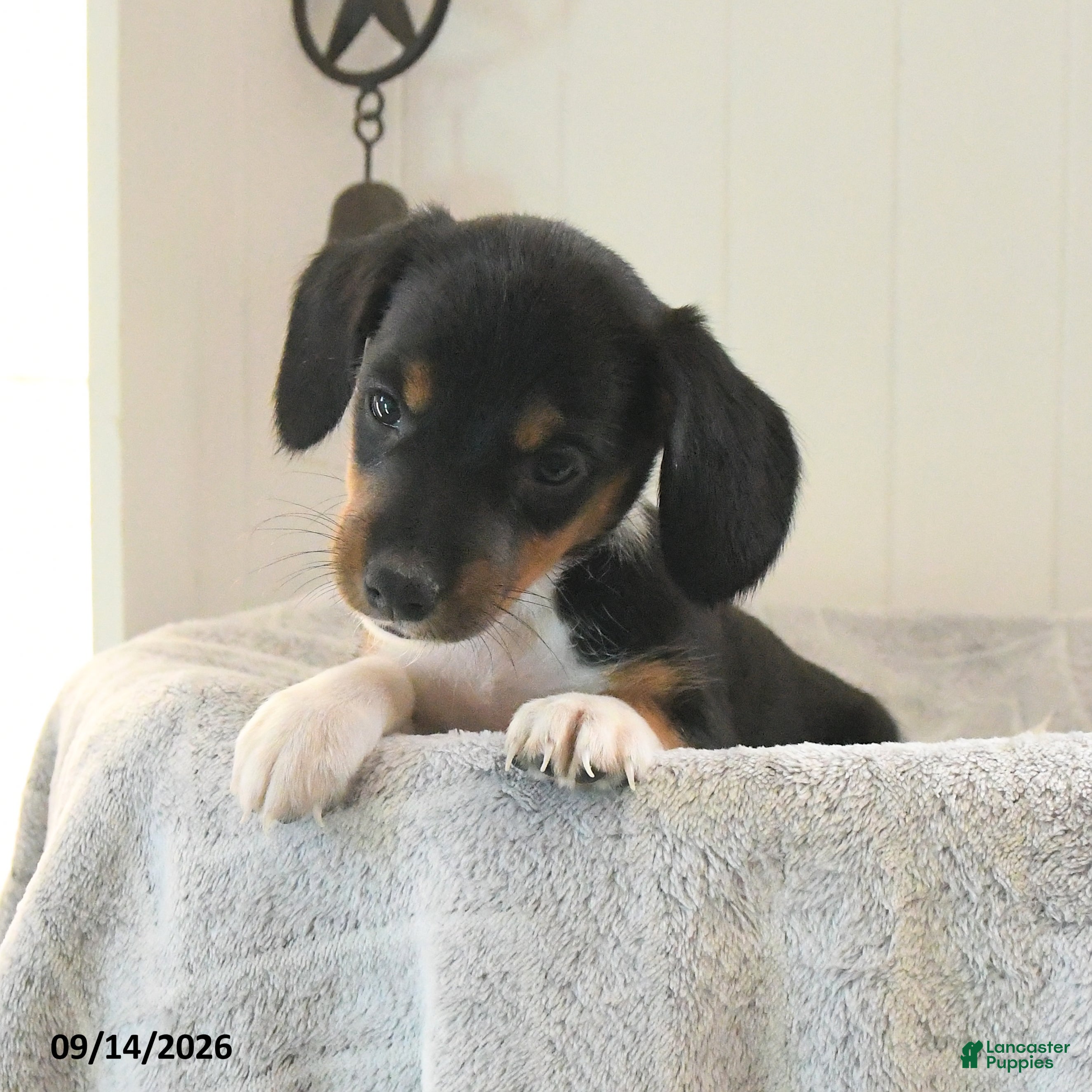 Mixed Breed dogs Twinkle - Ad 1