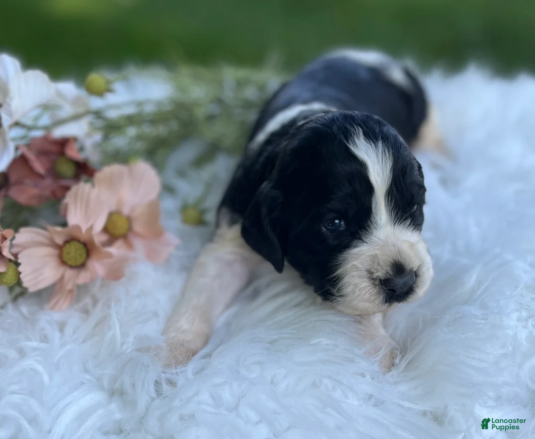 English Springer Spaniel dogs for sale: Duke - Ad 1