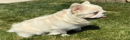 French Bulldog dogs for sale: Snow King Big Rope Fluffy - Ad 10