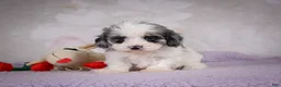 Cavapoo dogs for sale: Penny - Ad 4