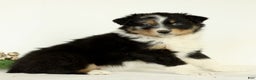 Australian Shepherd dogs for sale: George  - Ad 2