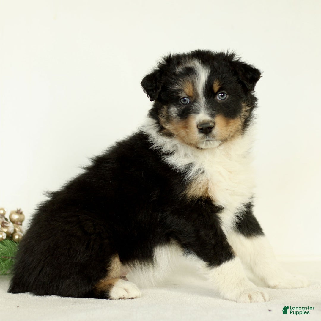 Australian Shepherd dogs for sale: George  - Ad 2