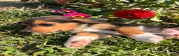 Beagle dogs for sale: Duke - Ad 1