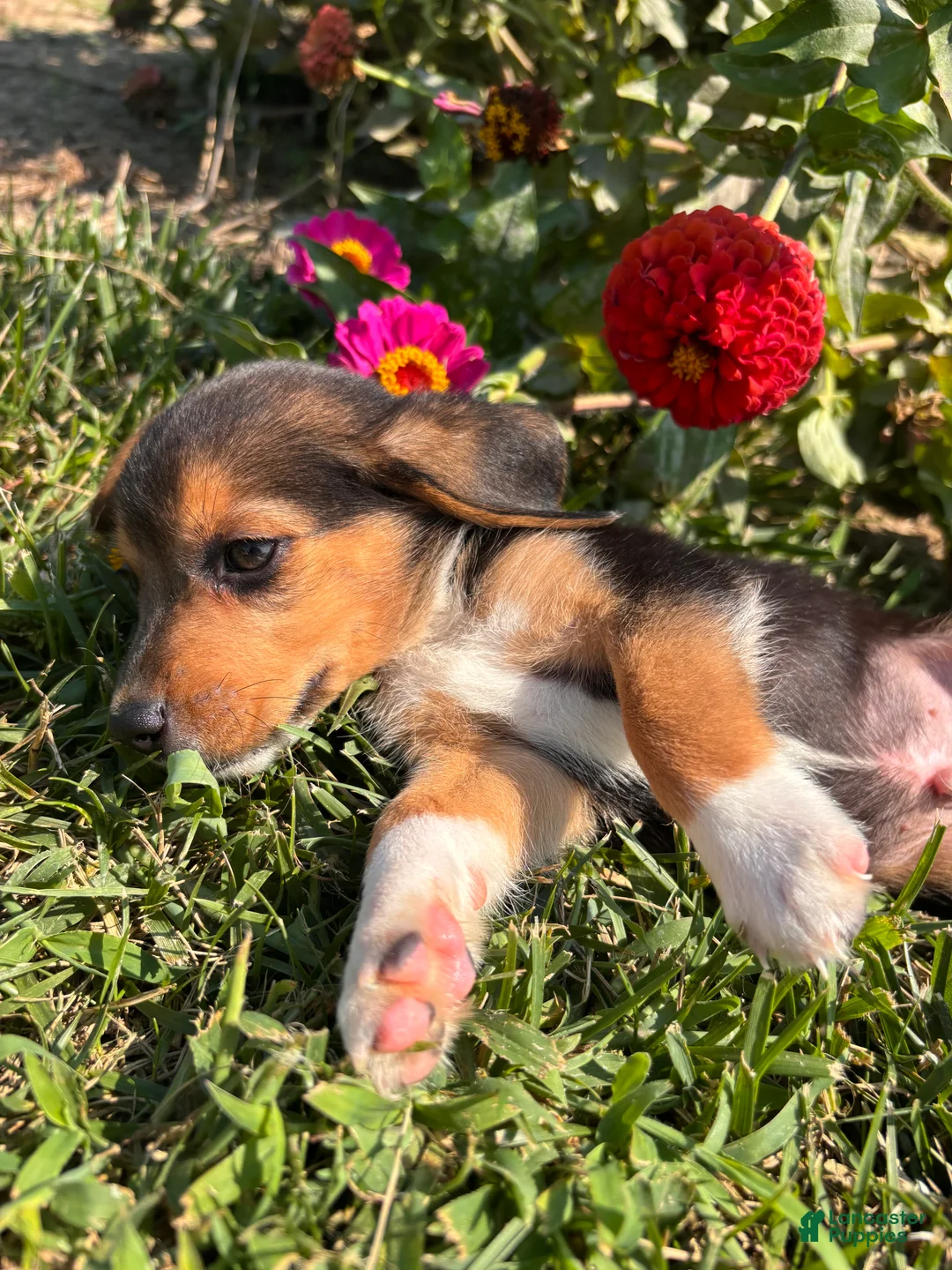 Beagle dogs for sale: Duke - Ad 1