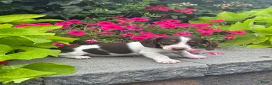 Diva