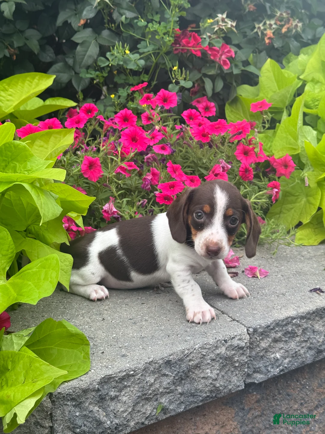 Miniature Dachshund dogs for sale: Diva - Ad 1