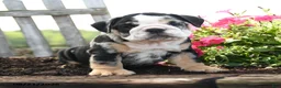 English Bulldog dogs for sale: Ralph - Ad 1