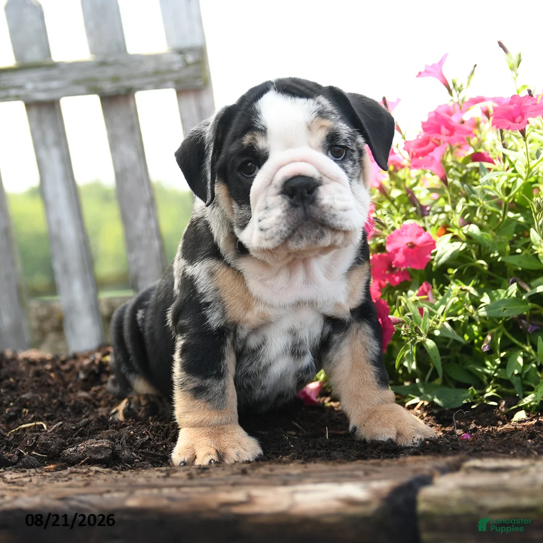 English Bulldog dogs for sale: Ralph - Ad 1