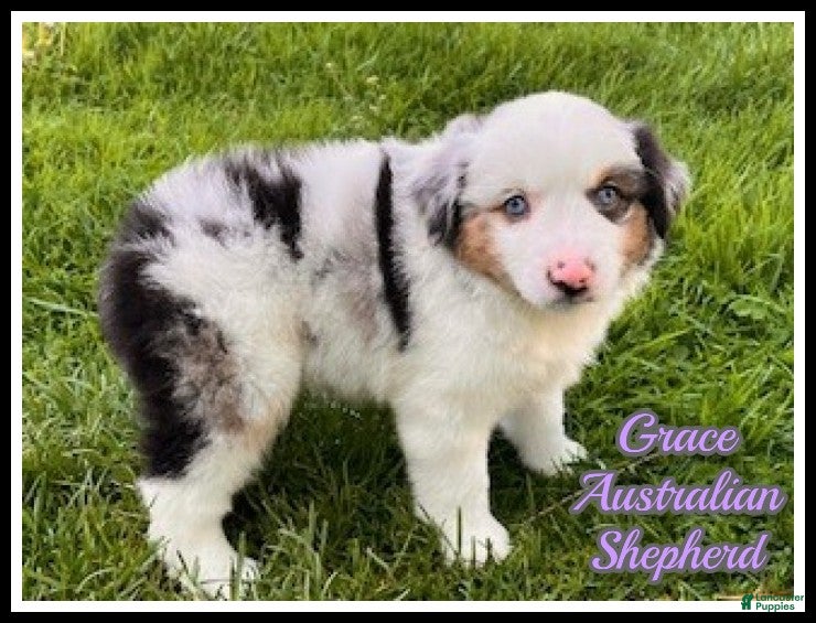 Miniature Australian Shepherd dogs Grace - Ad 1