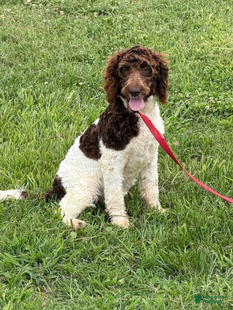 Mini Goldendoodle dogs Maxx - Ad 32