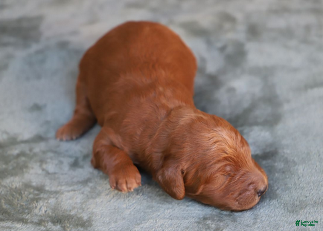 Goldendoodle dogs for sale: Finnick - Ad 4