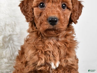Mini Goldendoodle dogs Rowan - Ad 41