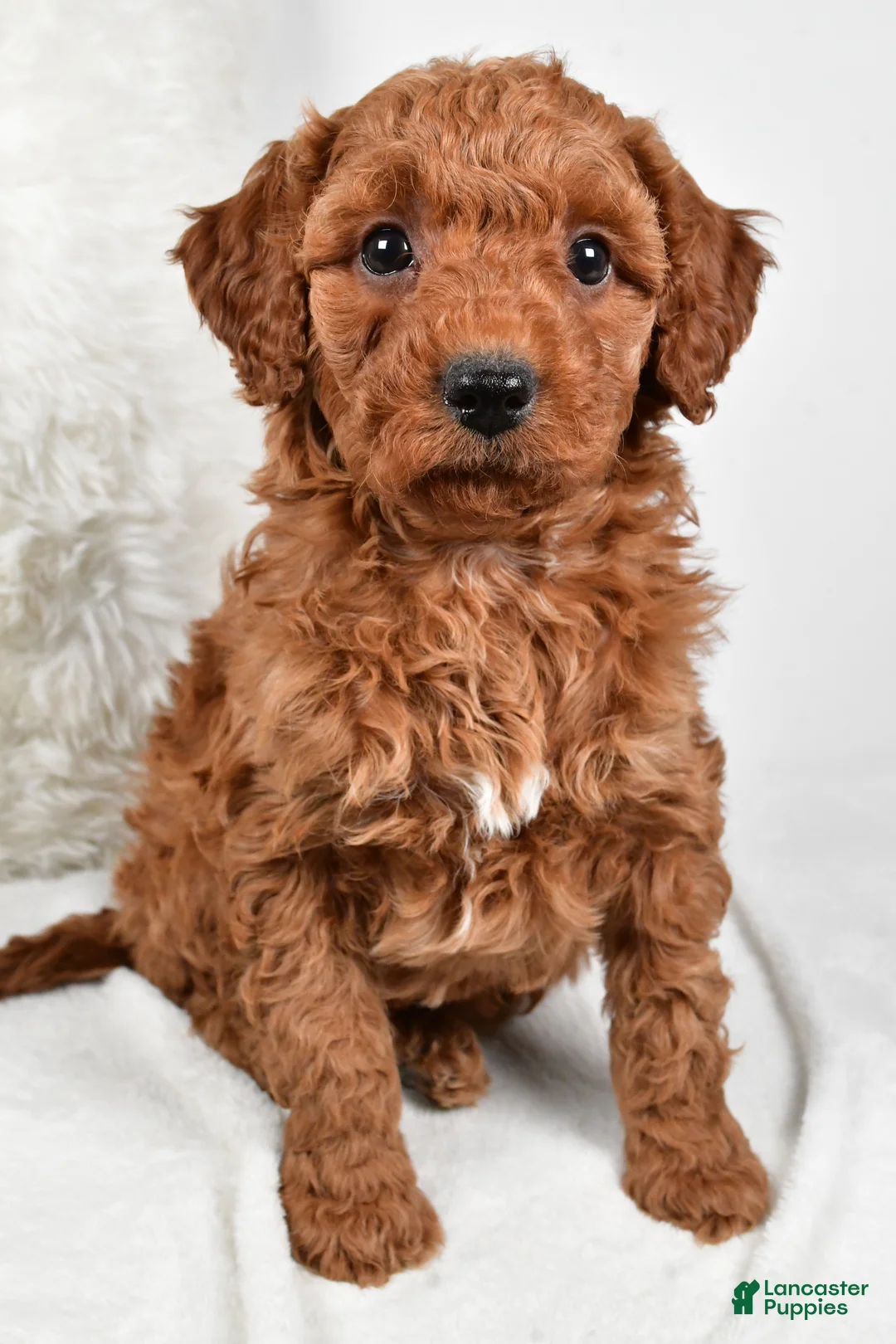 Mini Goldendoodle dogs for sale: Rowan - Ad 1