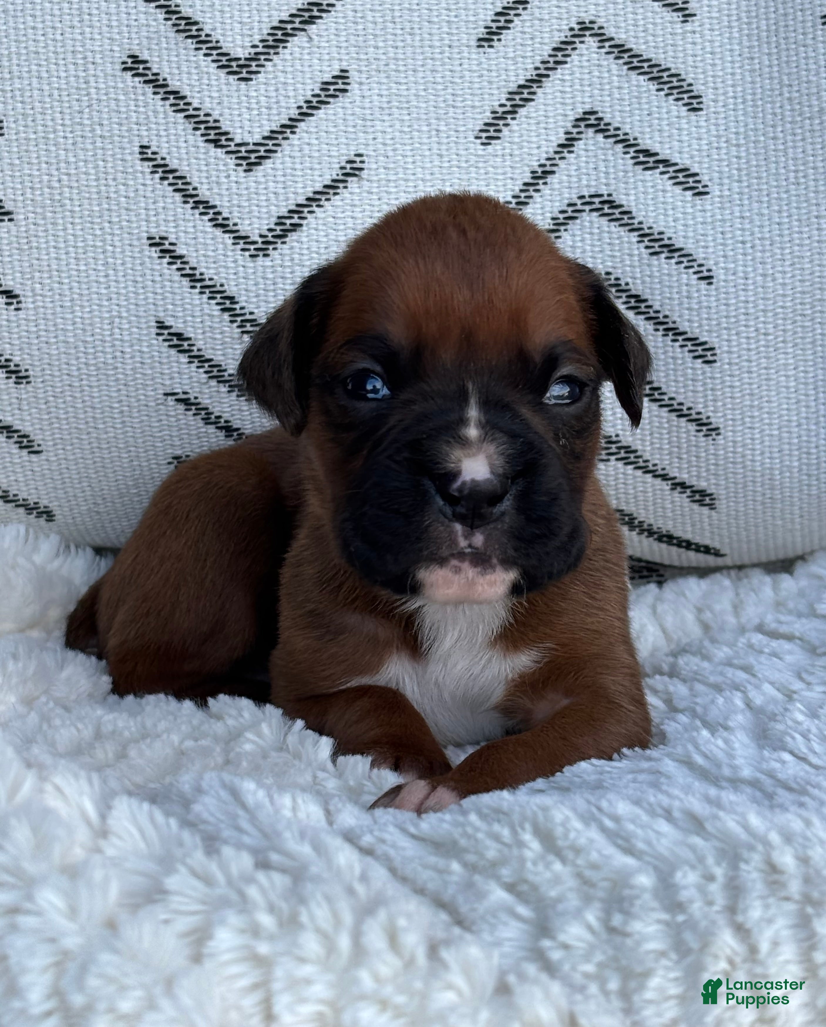 Boxer dogs for sale: Opi - Ad 4