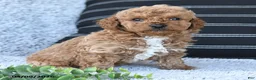 Toy Poodle dogs for sale: Timmy - Ad 3