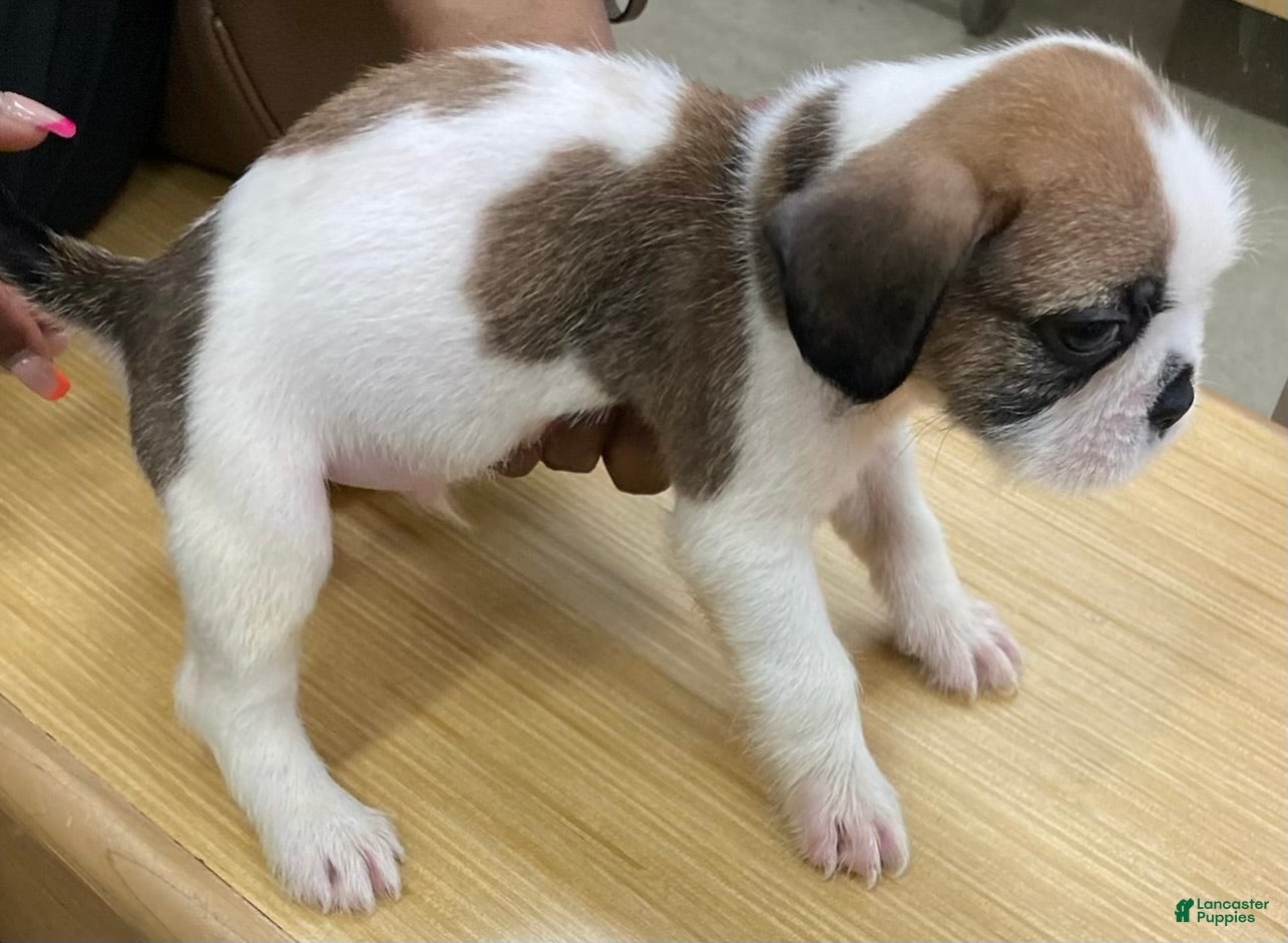 Mixed Breed dogs Scooby - Ad 2