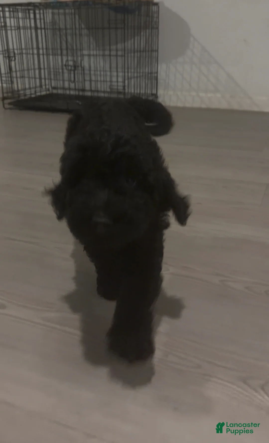 Goldendoodle dogs for sale: Spot - Ad 3