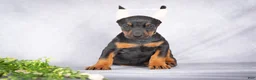 Doberman Pinscher dogs for sale: Kingston - Ad 4