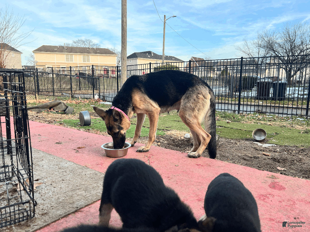 German Shepherd dogs for sale: Mana - Ad 5