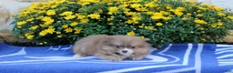 Pomeranian dogs for sale: Father - Ad 3