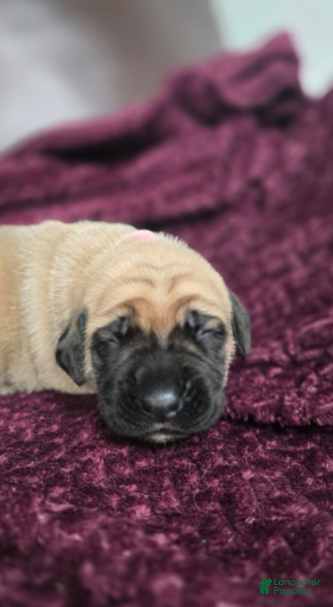 English Mastiff dogs for sale: Connie - Ad 3