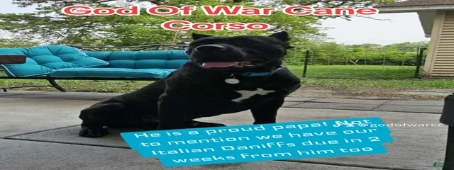 Walter 