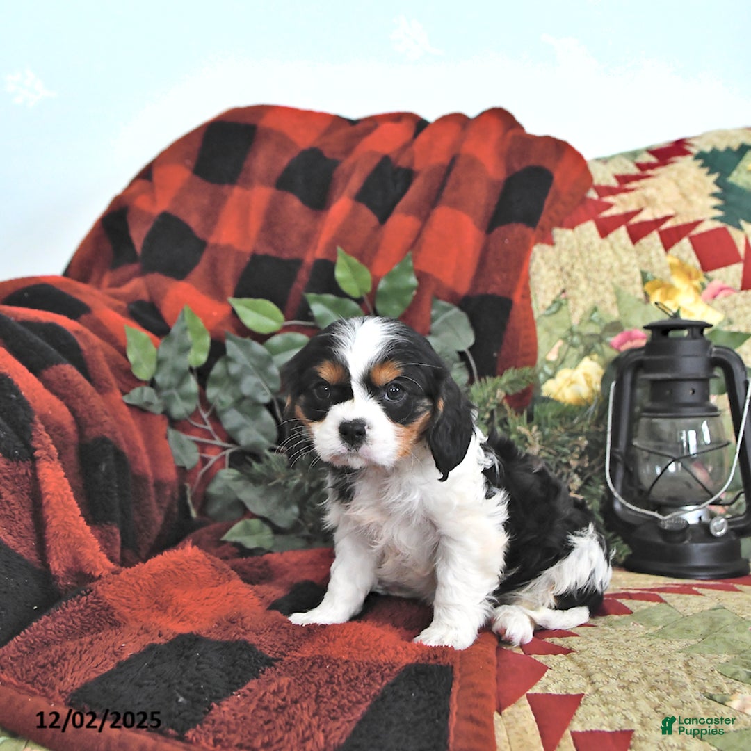 Cavalier King Charles Spaniel dogs for sale: Theo - Ad 4